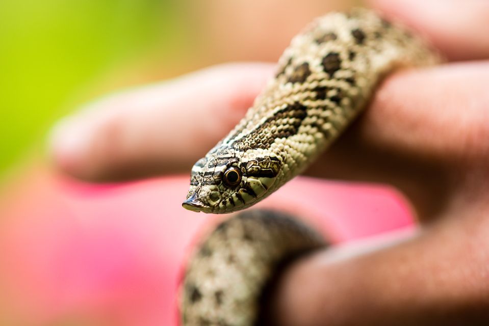 Nc Reptile Show